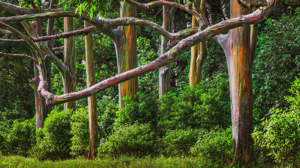 Tree Service work in Aurora
