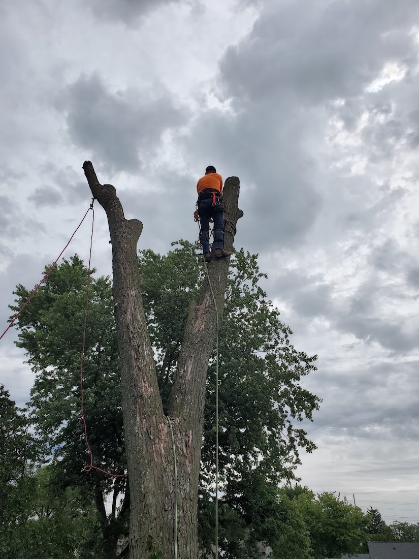 Tree Service project